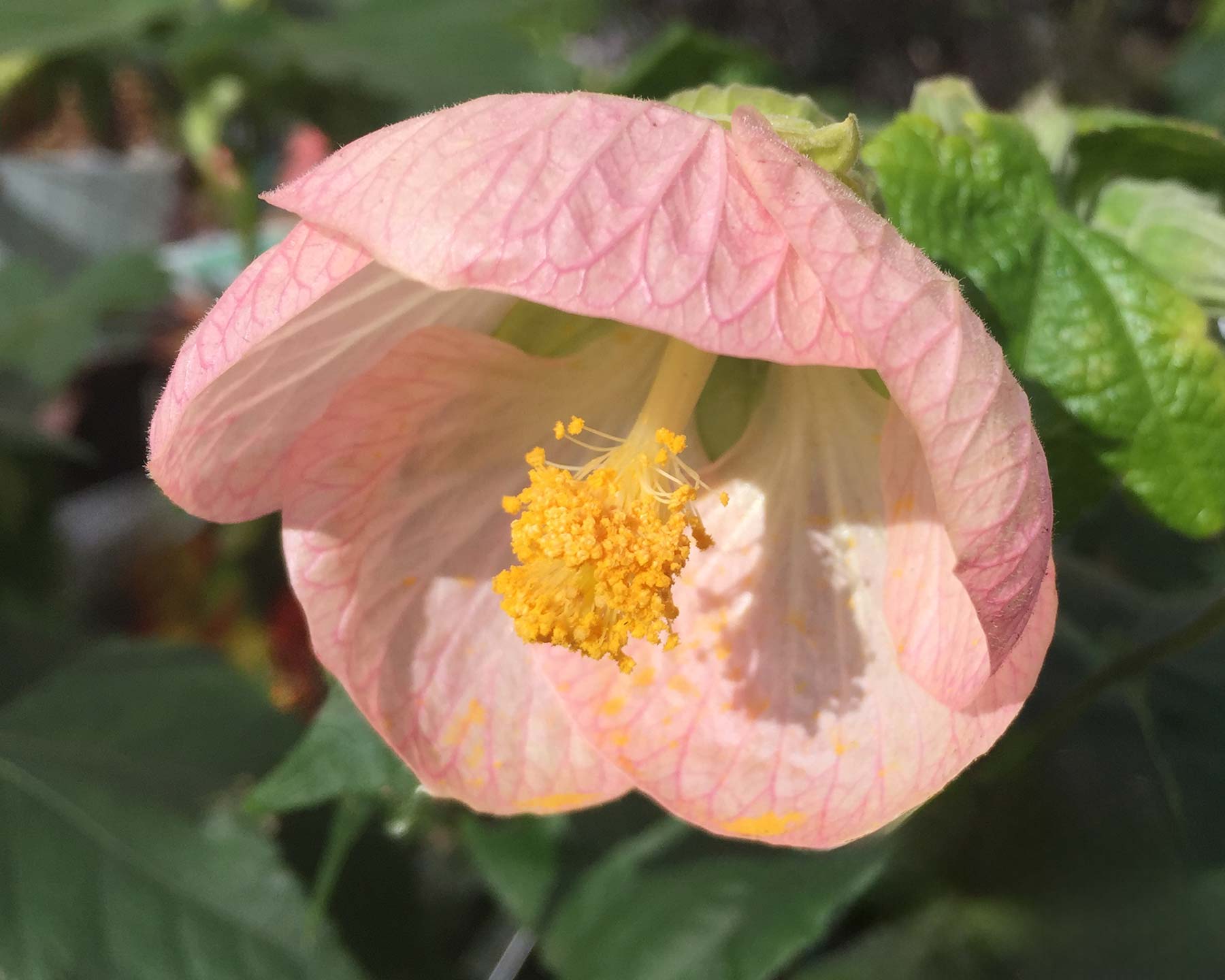 Abutilon x hybridum ‘Pink Clouds’