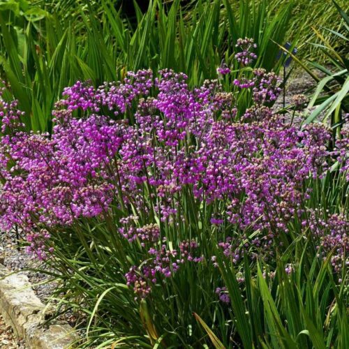 Alternative view of Allium cernuum ‘Hidcote’