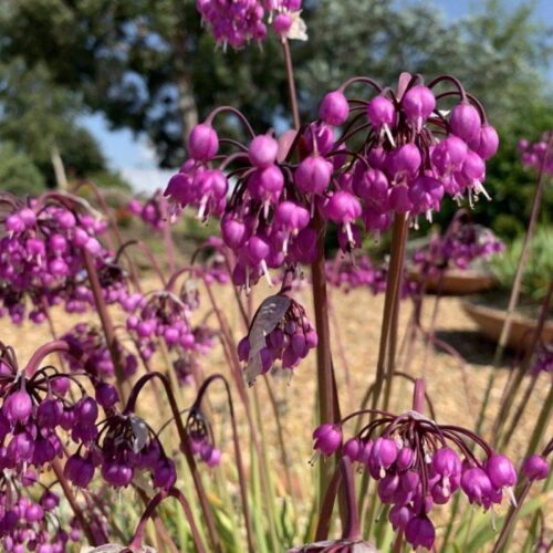 Allium cernuum ‘Hidcote’