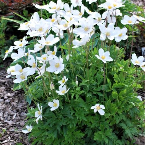Anemone sylvestris ‘Madonna’