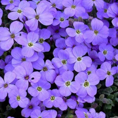 Aubrieta x cultorum ‘Royal Cascade Blue’