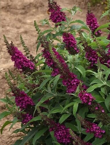 Buddleja ‘Chrysalis Cranberry’