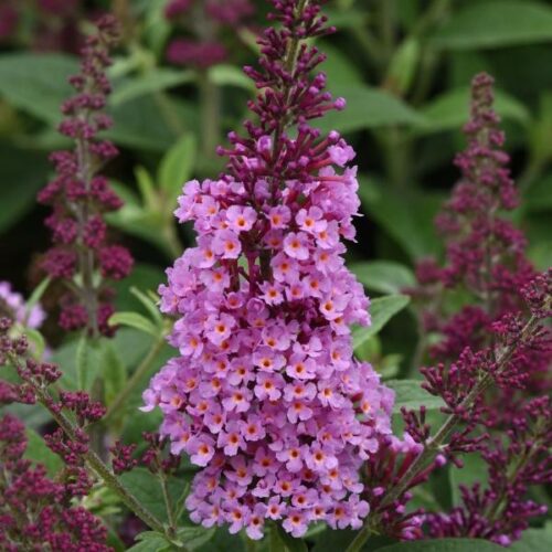 Buddleja ‘Chrysalis Pink’