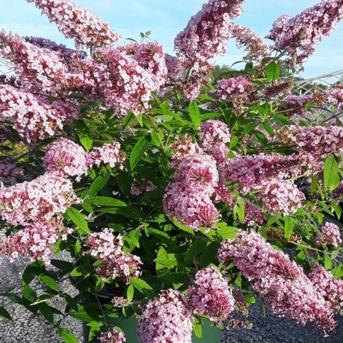 Alternative view of Buddleja ‘Chrysalis Pink’