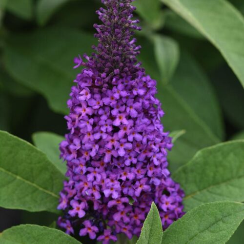 Buddleja ’Chrysalis Purple’