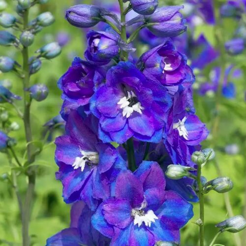 Delphinium elatum ‘Blue Guardian’