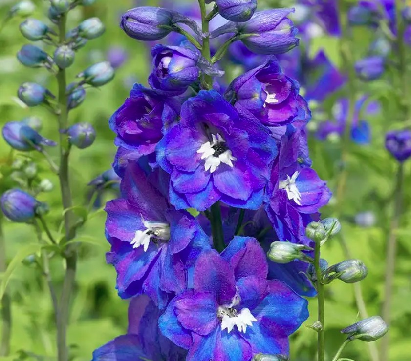 Delphinium elatum ‘Blue Guardian’