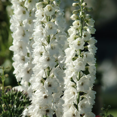 Delphinium elatum ‘White Guardian’