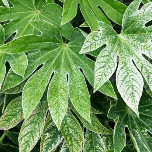 Fatsia japonica ‘Spider’s Web’