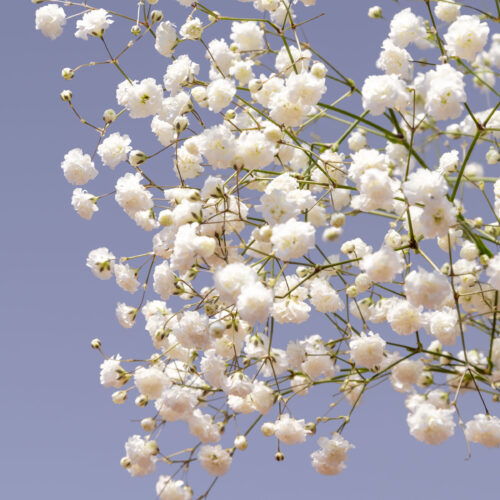 Gypsophila paniculata ‘Polar Bear’