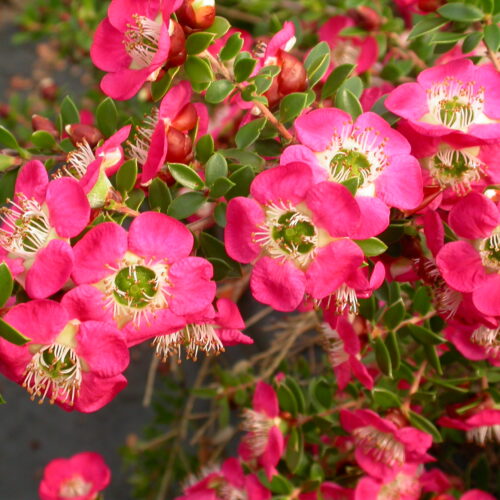 Leptospermum ‘Piccolo’
