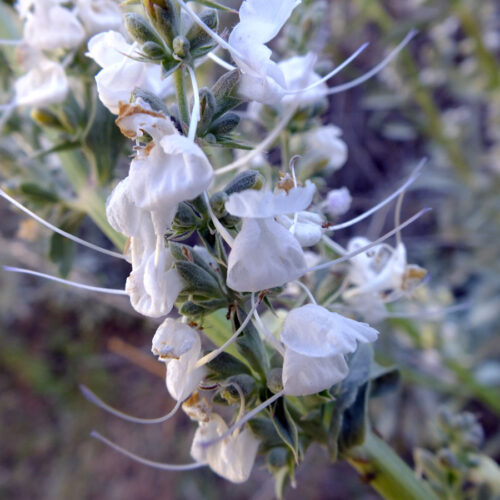 Alternative view of Salvia apiana