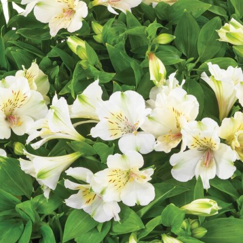 Alstroemeria ‘Beach Valley’