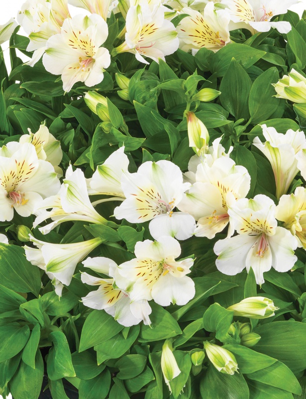 Alstroemeria ‘Beach Valley’