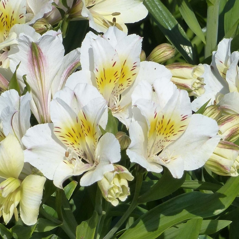 Alstroemeria ‘Summer Sky’