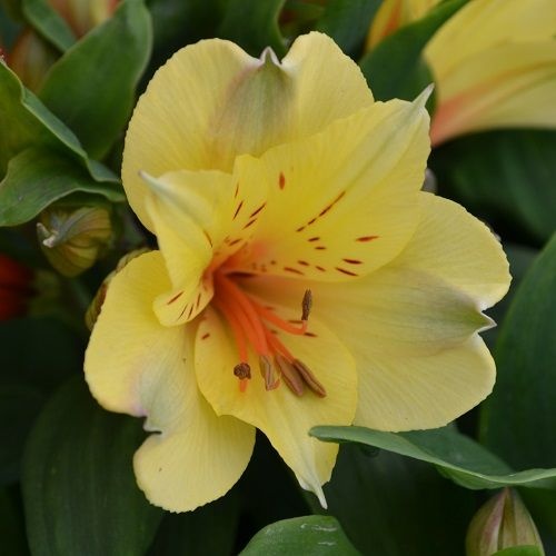 Alstroemeria ‘Spring Valley’