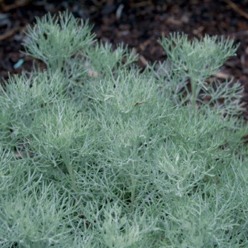 Artemisia alba 'Canescens'