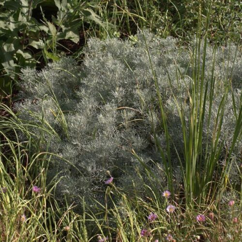 Alternative view of Artemisia alba 'Canescens'