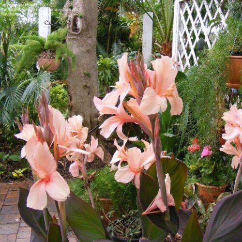 Canna ‘Constitution’