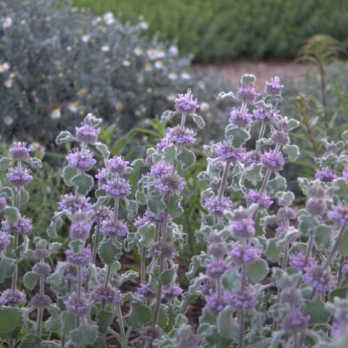 Alternative view of Marrubium supinum ‘Scallop Shell’
