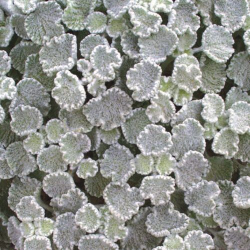 Marrubium supinum ‘Scallop Shell’