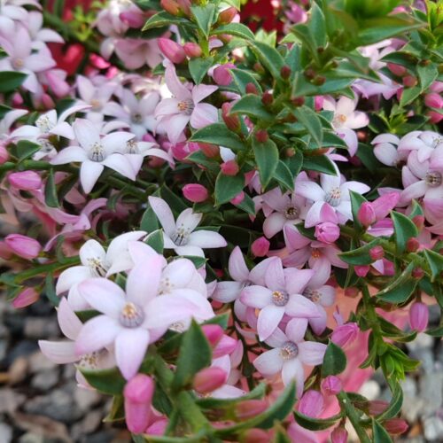 Philotheca buxifolia ‘Cascade of Stars’