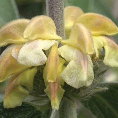 Phlomis ‘Lemon Blush’