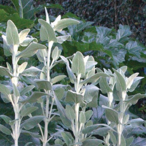 Alternative view of Phlomis ‘Lemon Blush’