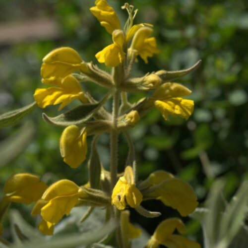 Phlomis sieheana ‘Silver Carpet’