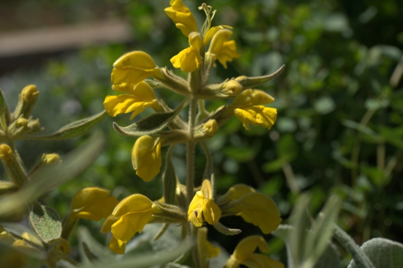 Phlomis sieheana ‘Silver Carpet’