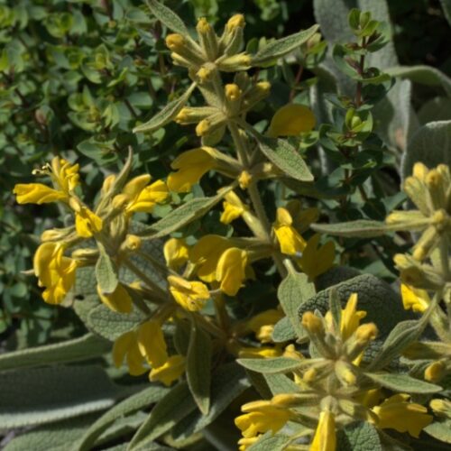 Alternative view of Phlomis sieheana ‘Silver Carpet’