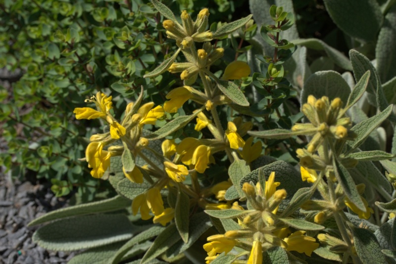 Phlomis sieheana ‘Silver Carpet’ - Image 2