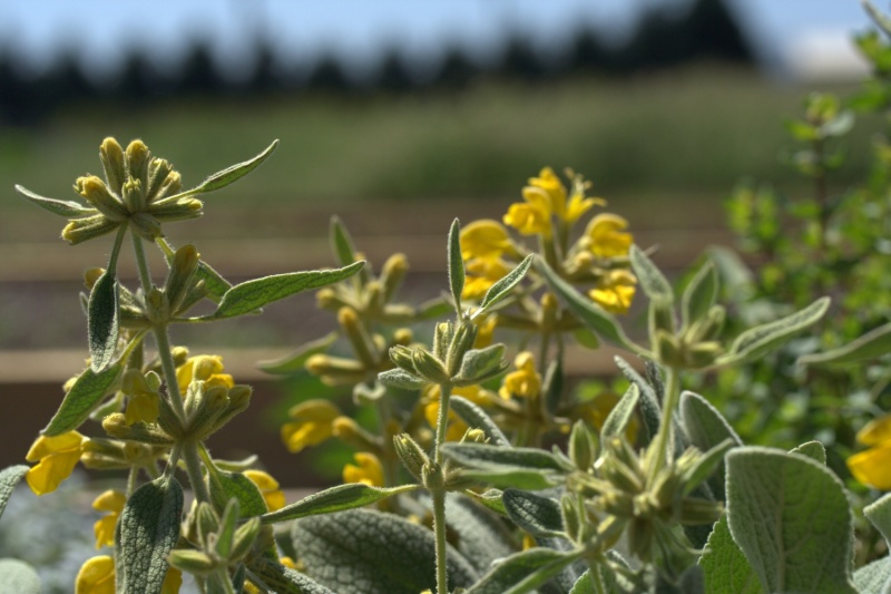 Phlomis sieheana ‘Silver Carpet’ - Image 3