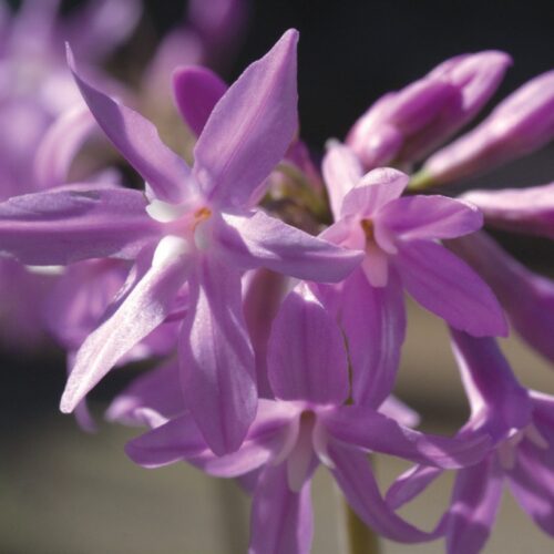 Tulbaghia violacea ‘John May's Special’
