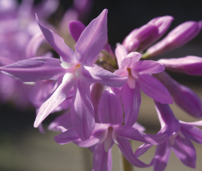 Tulbaghia violacea ‘John May's Special’