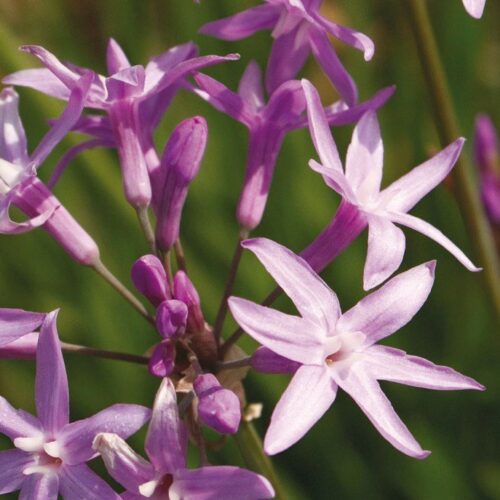 Alternative view of Tulbaghia violacea ‘John May's Special’