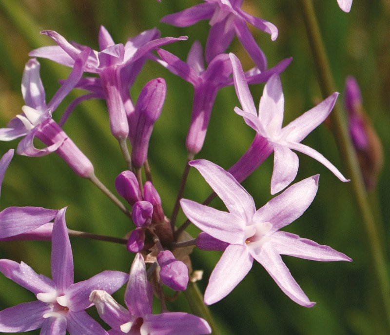 Tulbaghia violacea ‘John May's Special’ - Image 2