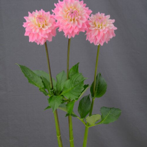 Dahlia 'Margarita'