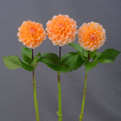 Dahlia 'Portlight Pair Beauty'