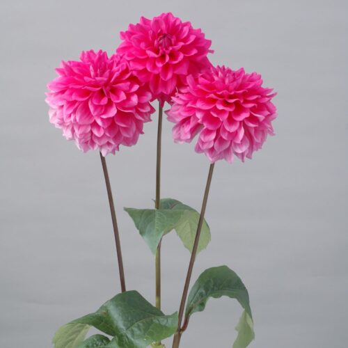 Dahlia 'Rose Quartz'