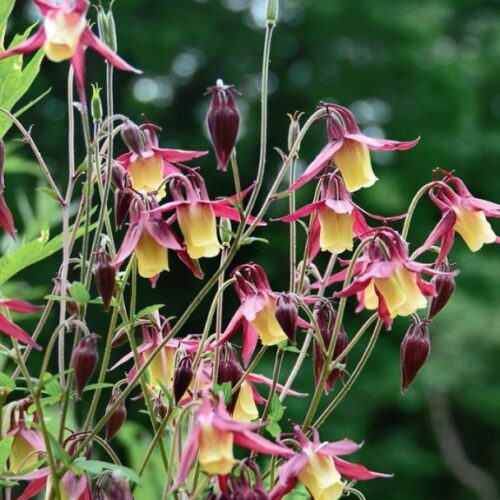 Aquilegia buergeriana