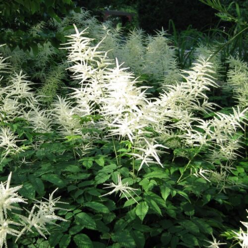 Aruncus dioicus
