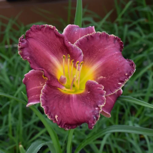 Hemerocallis 'Bettylen'