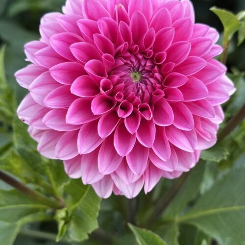Dahlia 'Mitchan'