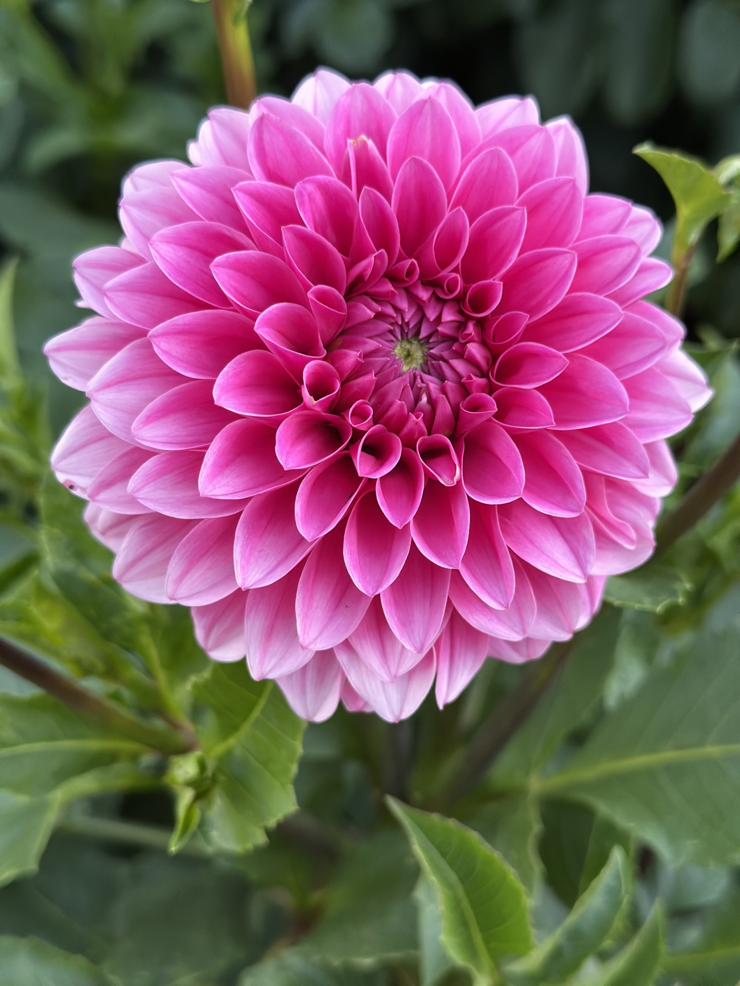 Dahlia 'Mitchan'