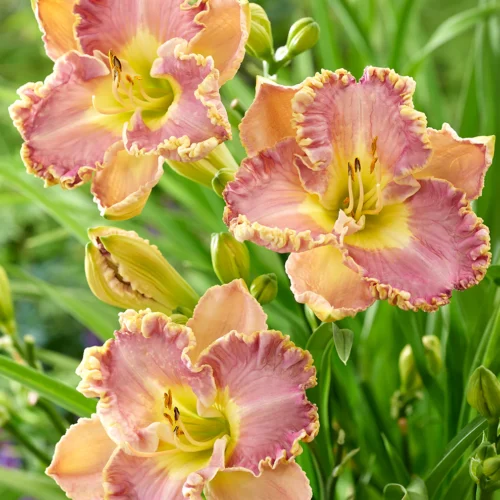 Hemerocallis 'Lavender Tutu'