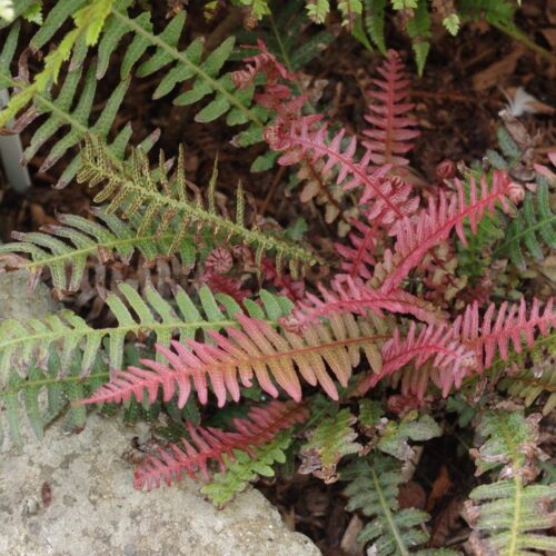 Doodia aspera ‘Ruby’