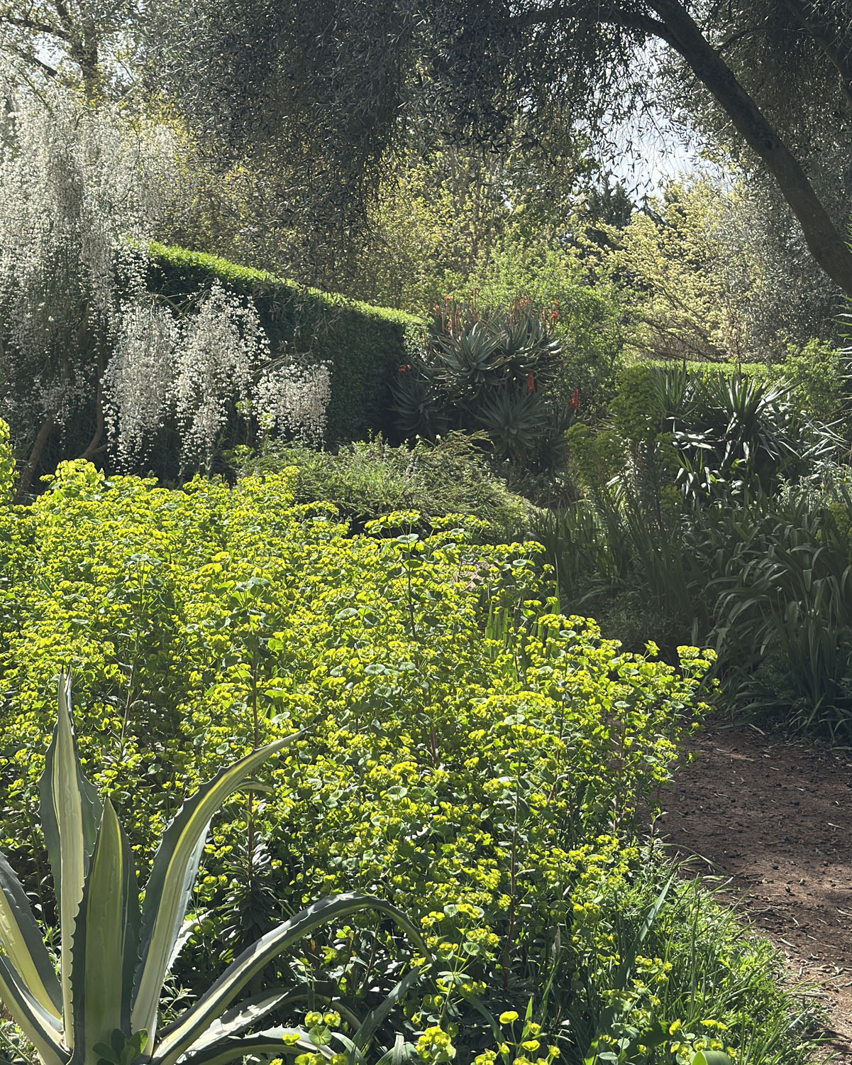 Euphorbia robbiae x wulfenii ‘Lambley Limelight’ - Image 3