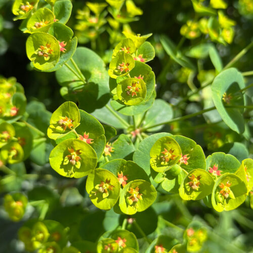 Alternative view of Euphorbia robbiae x wulfenii ‘Lambley Limelight’