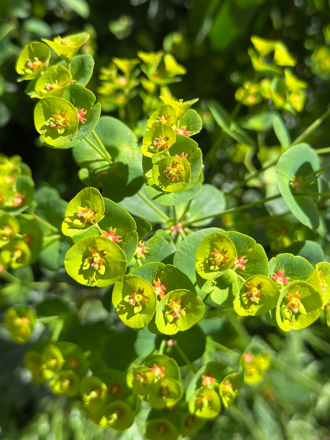 Euphorbia robbiae x wulfenii ‘Lambley Limelight’ - Image 2